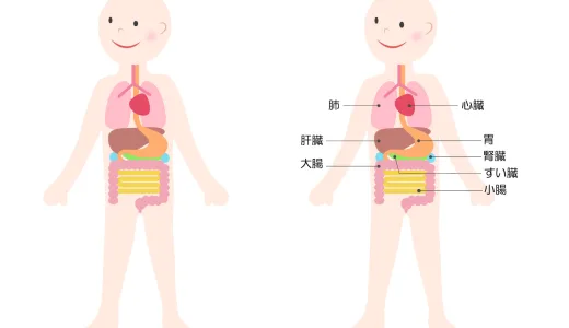 肝臓の働きを助ける